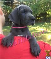 great dane puppy posted by CB Hillis Danes